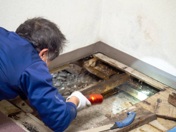 Best Professional Mold Removal  in Hendersonville, NC