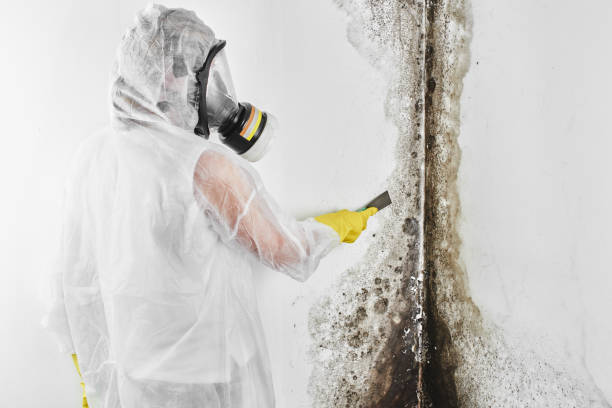 Best Best Mold Removal Companies  in Hendersonville, NC