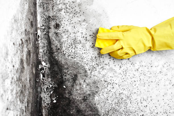 Best Commercial Mold Removal  in Hendersonville, NC