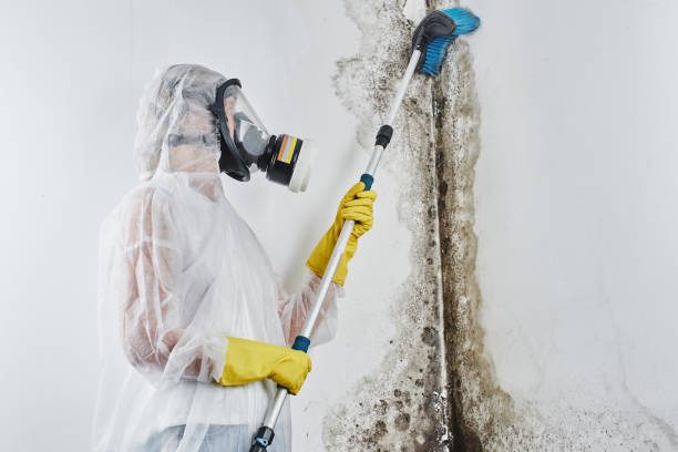 Best Crawl Space Mold Removal  in Hendersonville, NC