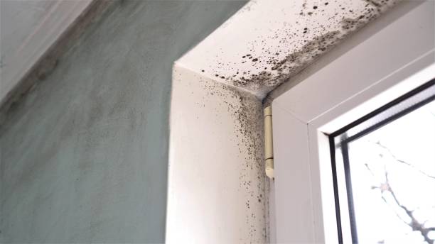 Best Mold Removal Near Me  in Hendersonville, NC
