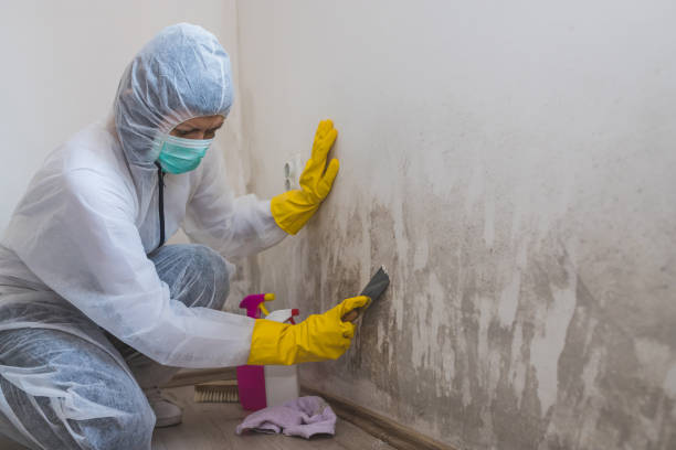 Best Mold Testing  in Hendersonville, NC