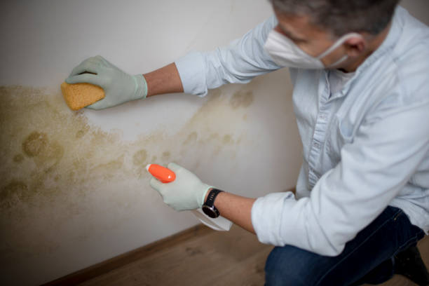 Attic Mold Removal in Hendersonville, NC