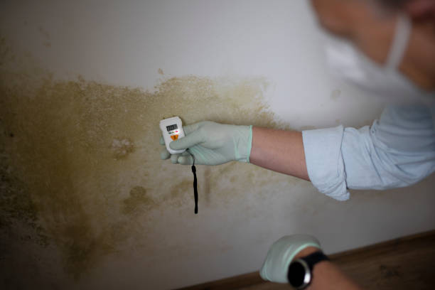 Best Mold Cleaning Services  in Hendersonville, NC