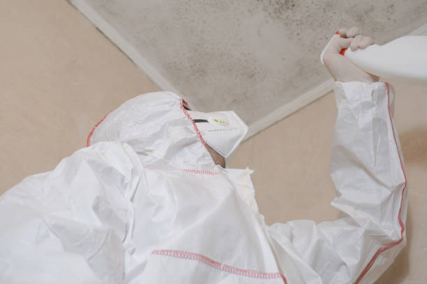 Best Attic Mold Removal  in Hendersonville, NC