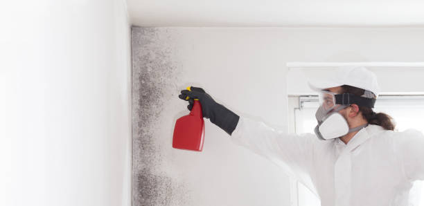 Best Emergency Mold Removal  in Hendersonville, NC