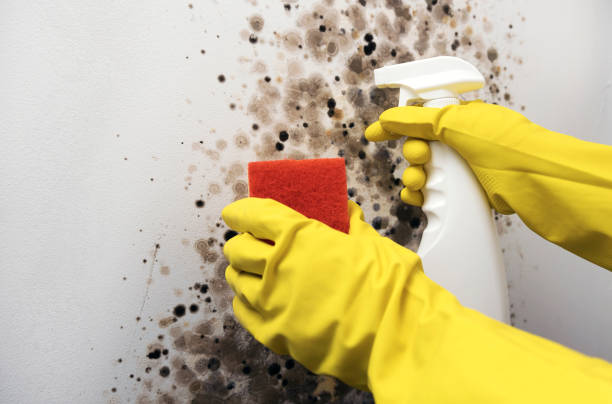 Best Mold Removal Process  in Hendersonville, NC