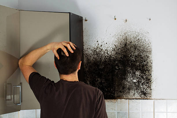 Best Office Mold Removal Services  in Hendersonville, NC