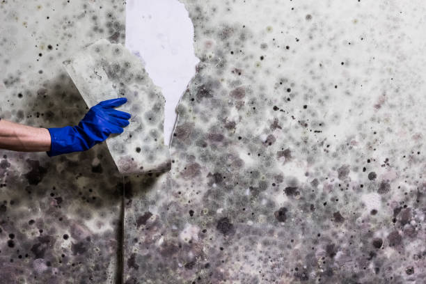 Best Local Mold Removal Service  in Hendersonville, NC